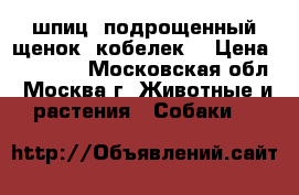 шпиц. подрощенный щенок. кобелек. › Цена ­ 60 000 - Московская обл., Москва г. Животные и растения » Собаки   